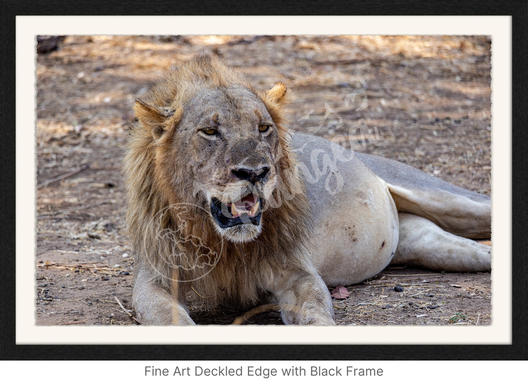 African Safari Wall Art: Lion Slipping into a Food Coma