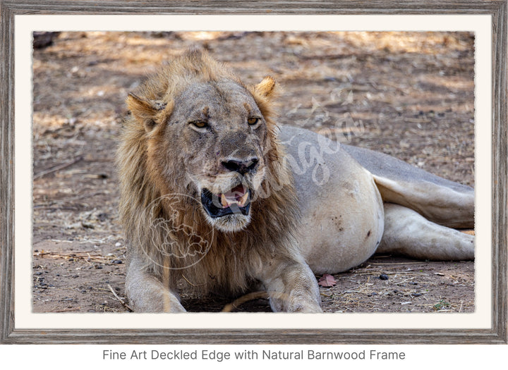 African Safari Wall Art: Lion Slipping into a Food Coma