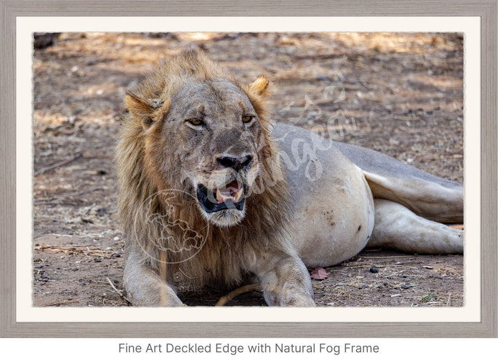 African Safari Wall Art: Lion Slipping into a Food Coma