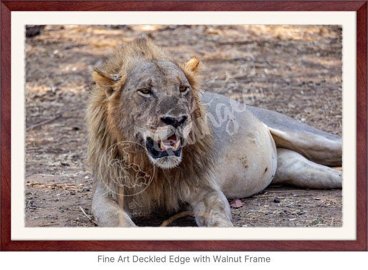 African Safari Wall Art: Lion Slipping into a Food Coma