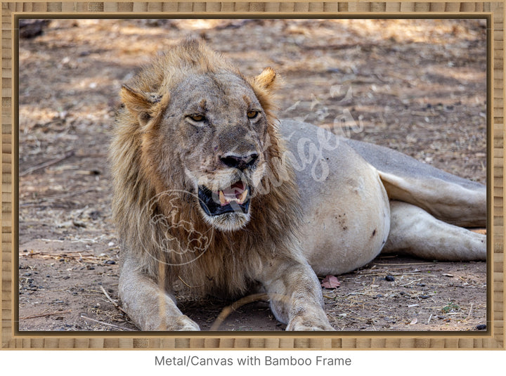 African Safari Wall Art: Lion Slipping into a Food Coma