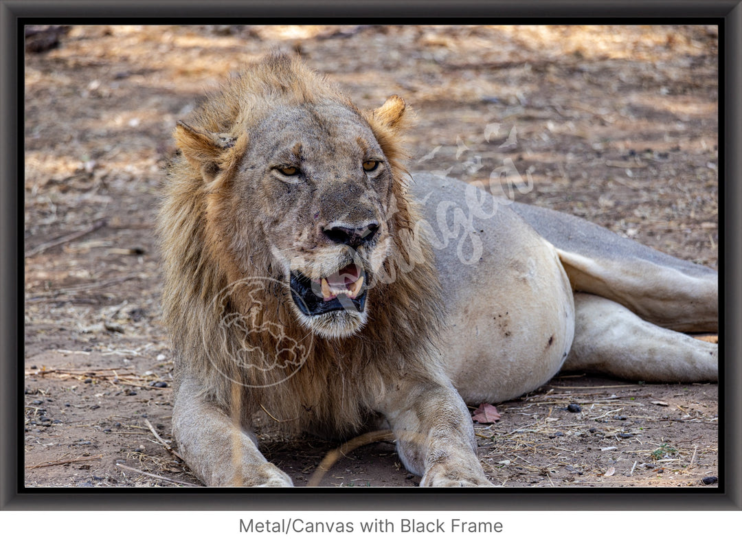 African Safari Wall Art: Lion Slipping into a Food Coma