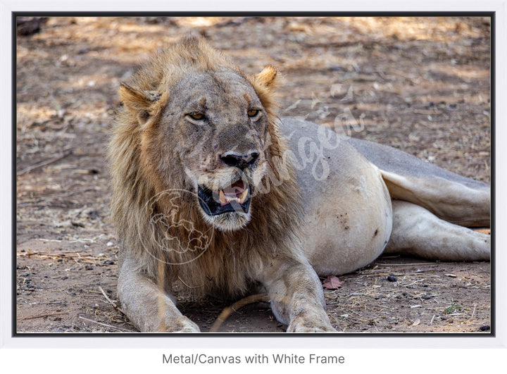 African Safari Wall Art: Lion Slipping into a Food Coma