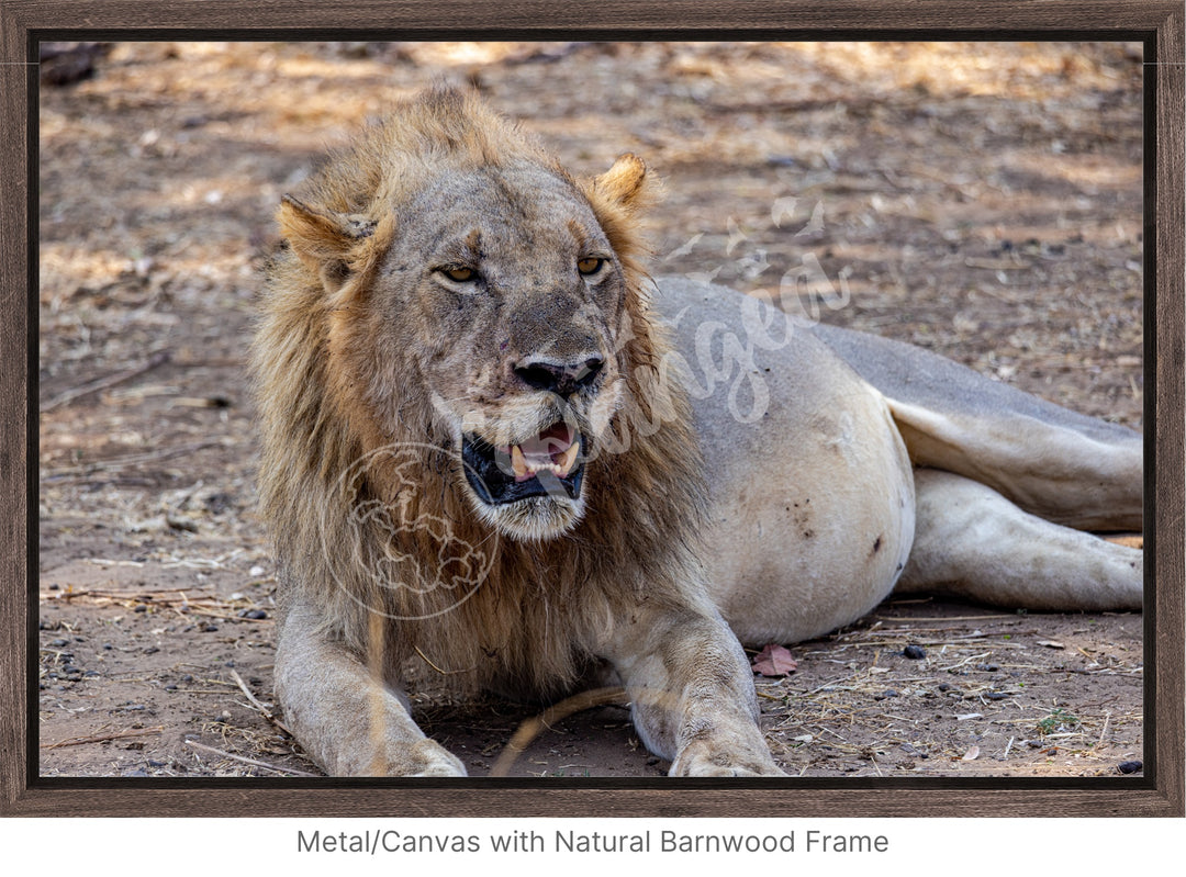 African Safari Wall Art: Lion Slipping into a Food Coma