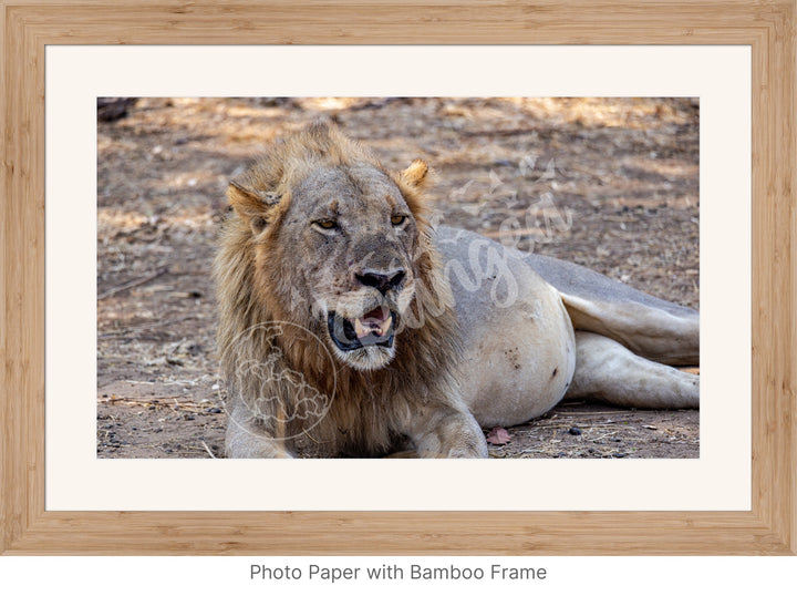 African Safari Wall Art: Lion Slipping into a Food Coma