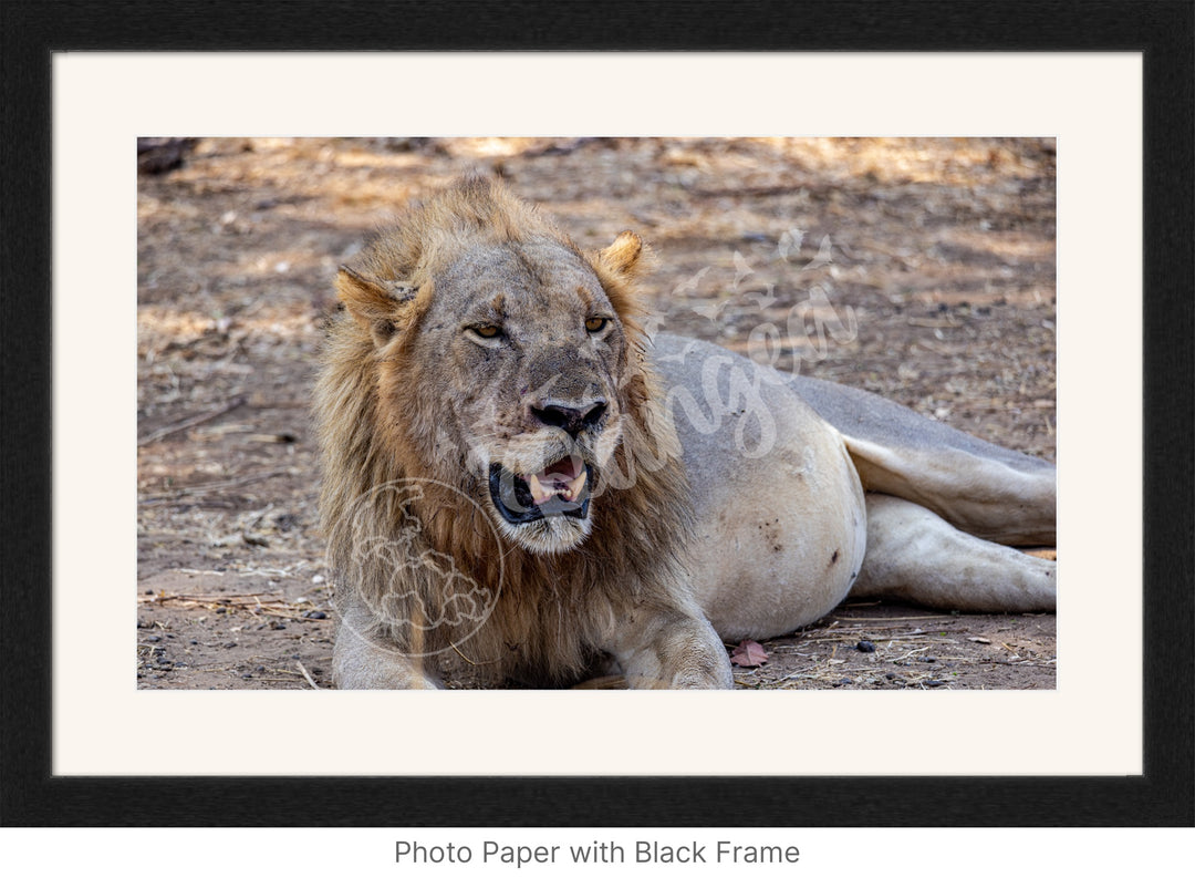 African Safari Wall Art: Lion Slipping into a Food Coma