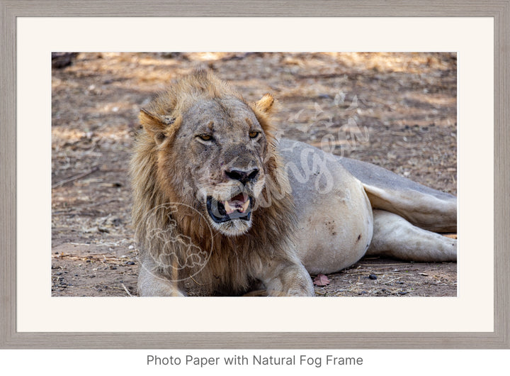 African Safari Wall Art: Lion Slipping into a Food Coma