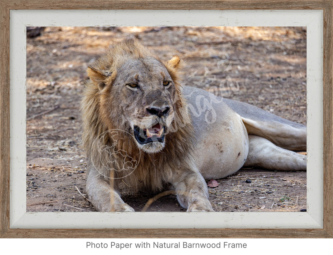 African Safari Wall Art: Lion Slipping into a Food Coma