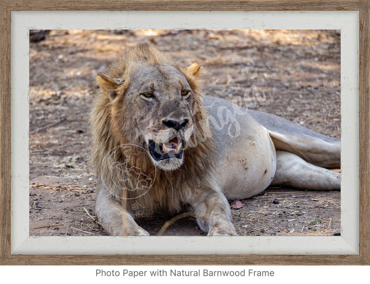 African Safari Wall Art: Lion Slipping into a Food Coma