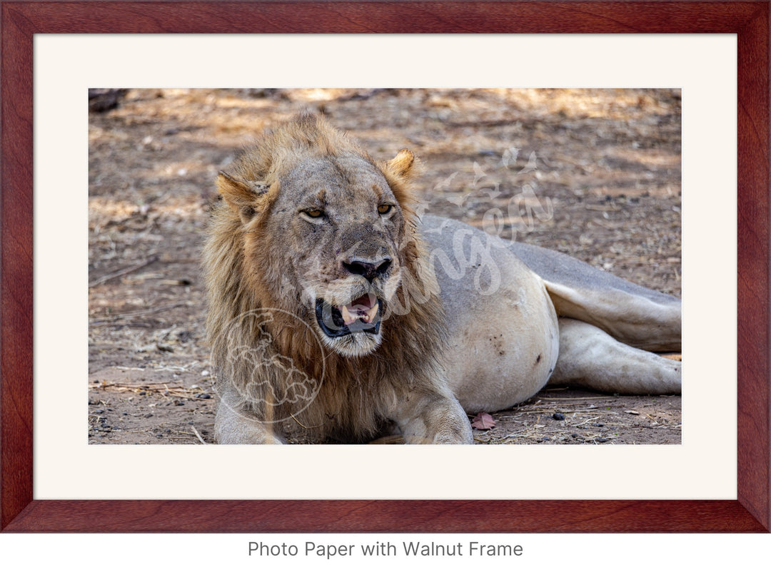 African Safari Wall Art: Lion Slipping into a Food Coma