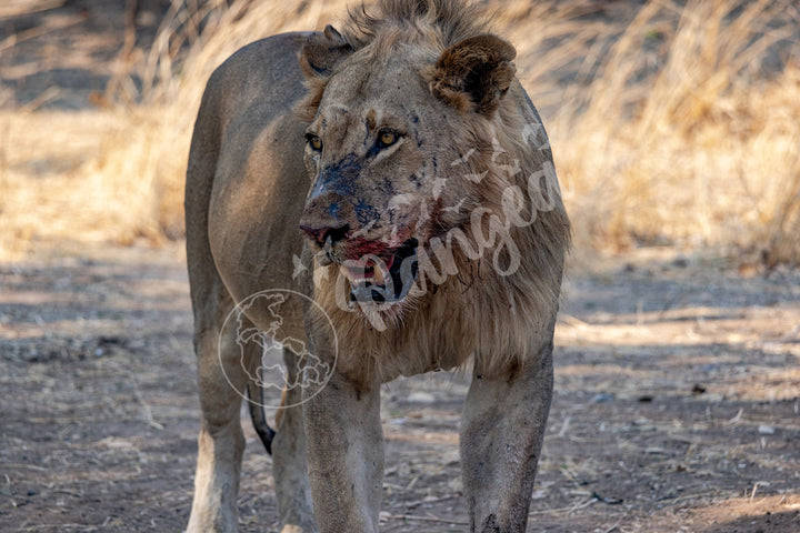 African Safari Wall Art: Guarding the Kill