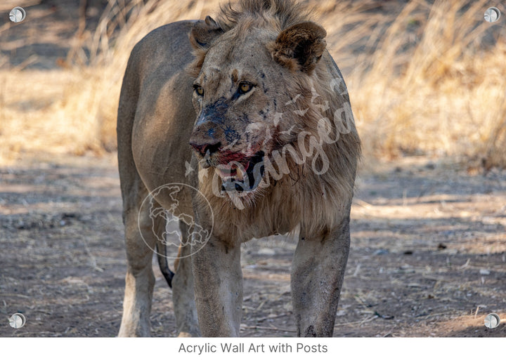 African Safari Wall Art: Guarding the Kill