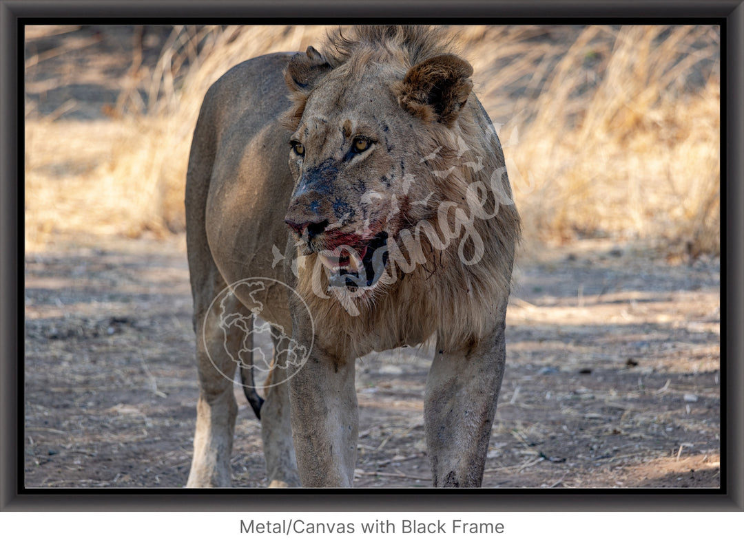 African Safari Wall Art: Guarding the Kill