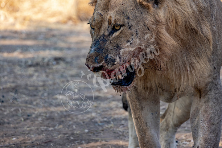 African Safari Wall Art: Male Lion on Guard