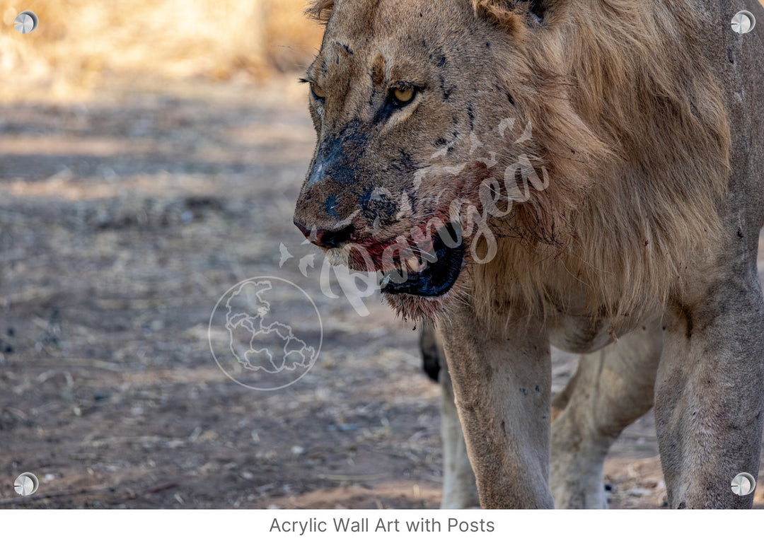 African Safari Wall Art: Male Lion on Guard