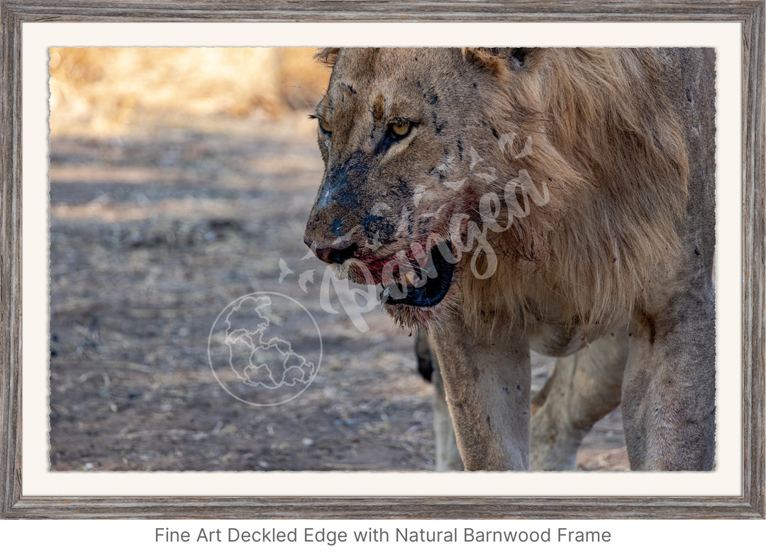 African Safari Wall Art: Male Lion on Guard