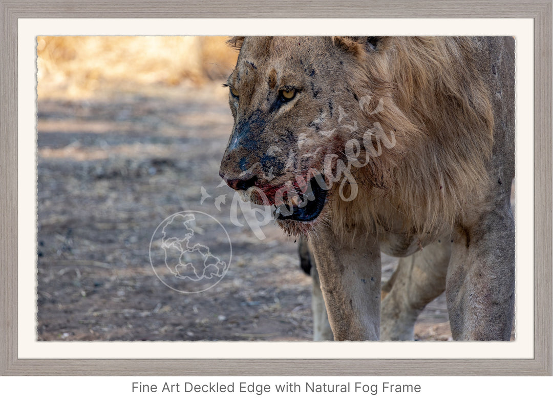 African Safari Wall Art: Male Lion on Guard