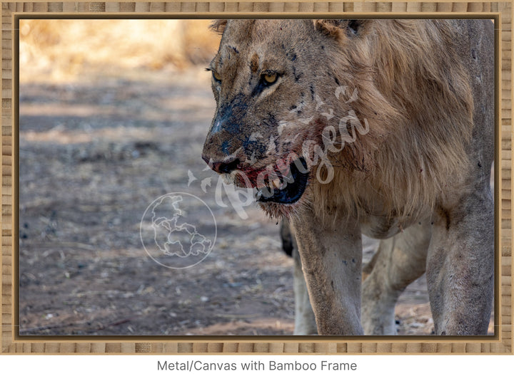 African Safari Wall Art: Male Lion on Guard