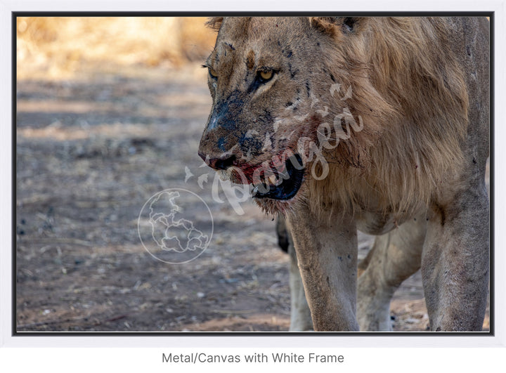 African Safari Wall Art: Male Lion on Guard