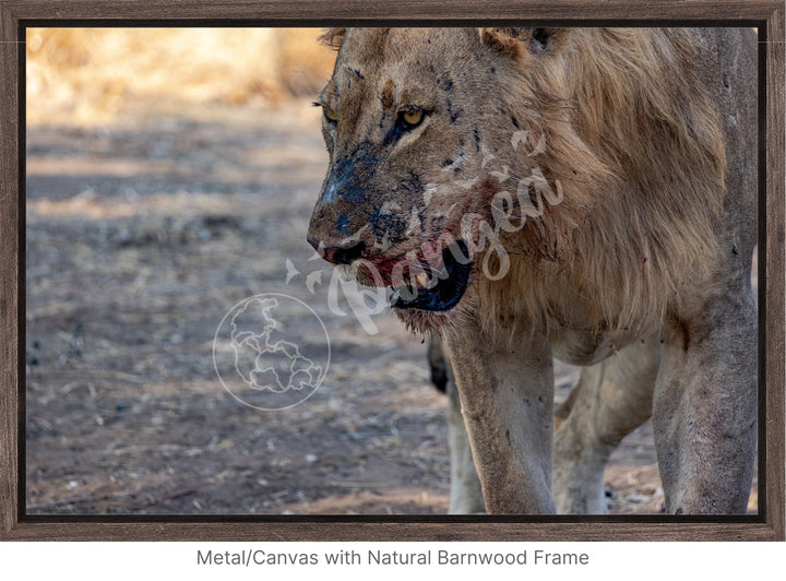 African Safari Wall Art: Male Lion on Guard