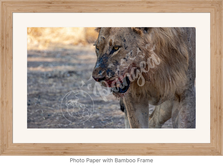 African Safari Wall Art: Male Lion on Guard