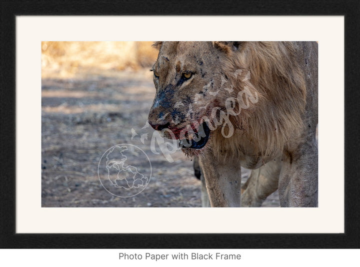 African Safari Wall Art: Male Lion on Guard