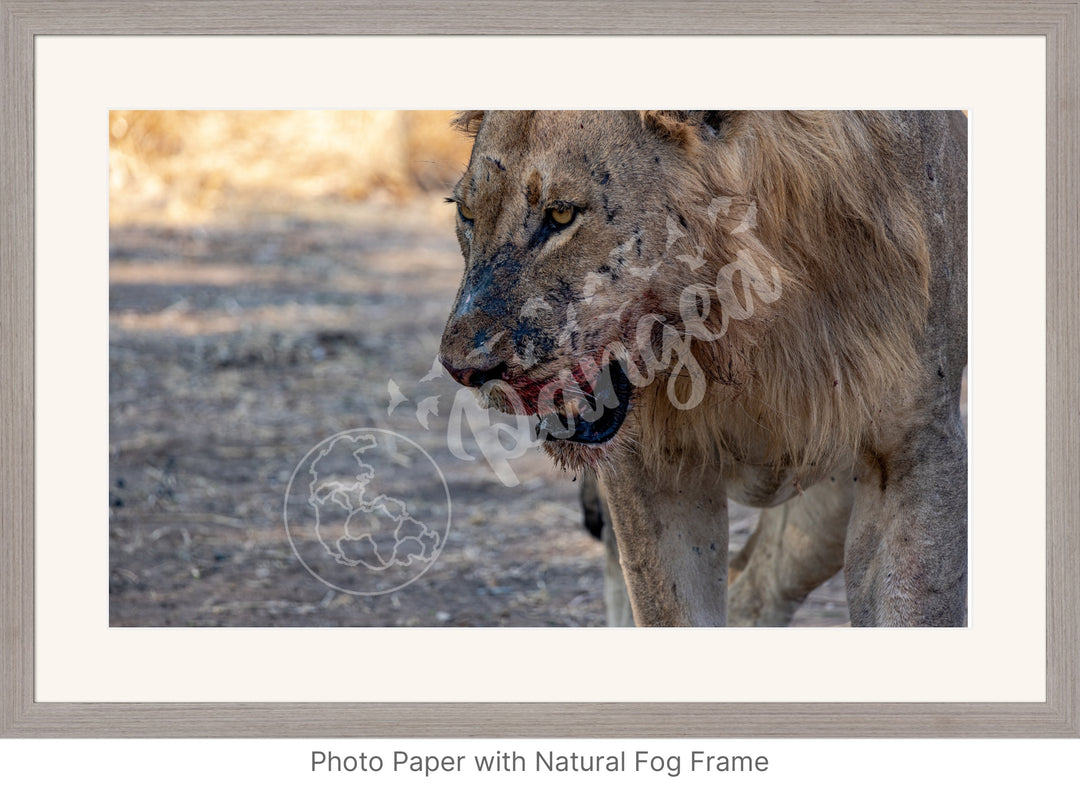 African Safari Wall Art: Male Lion on Guard