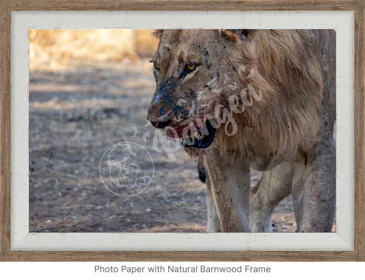 African Safari Wall Art: Male Lion on Guard