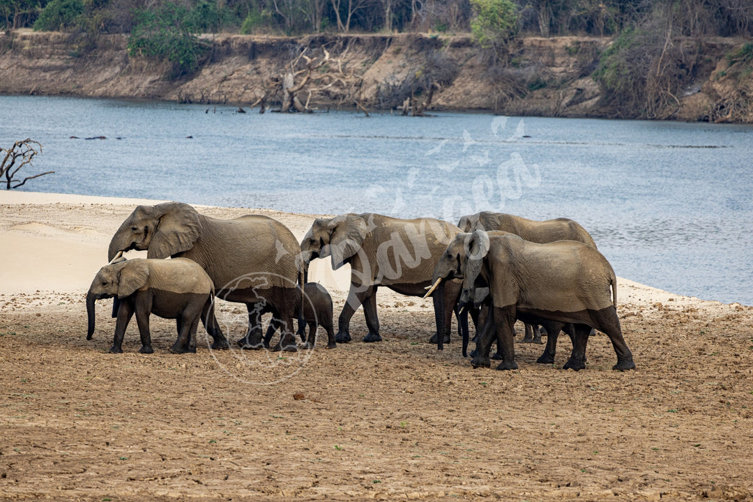 African Safari Wall Art: Elephants on the River Bank