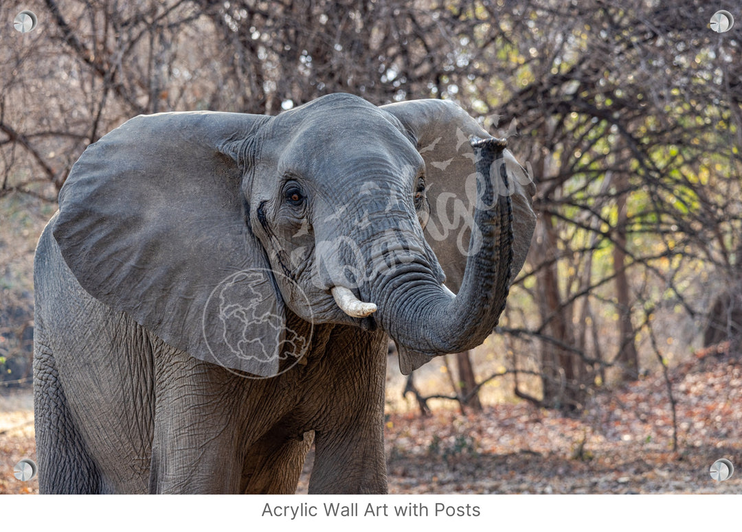 African Safari Wall Art: The Call of Africa