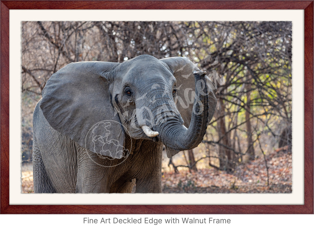 African Safari Wall Art: The Call of Africa