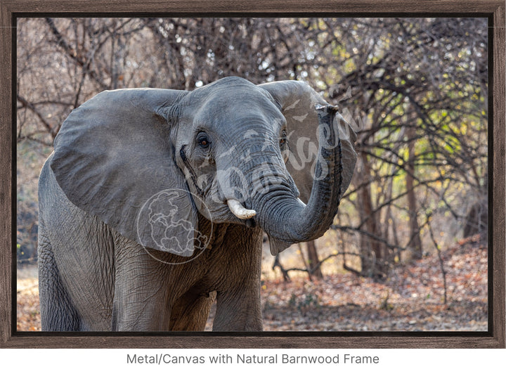 African Safari Wall Art: The Call of Africa