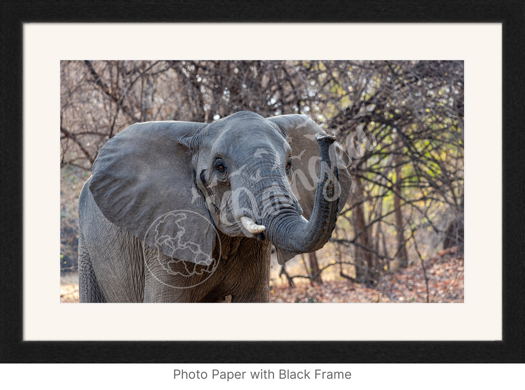 African Safari Wall Art: The Call of Africa