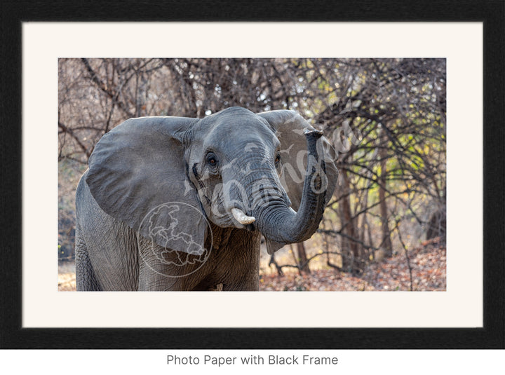 African Safari Wall Art: The Call of Africa