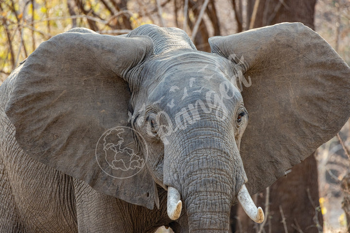 African Safari Wall Art: Elephant Headshot