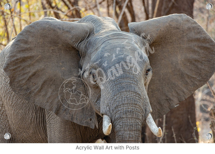 African Safari Wall Art: Elephant Headshot