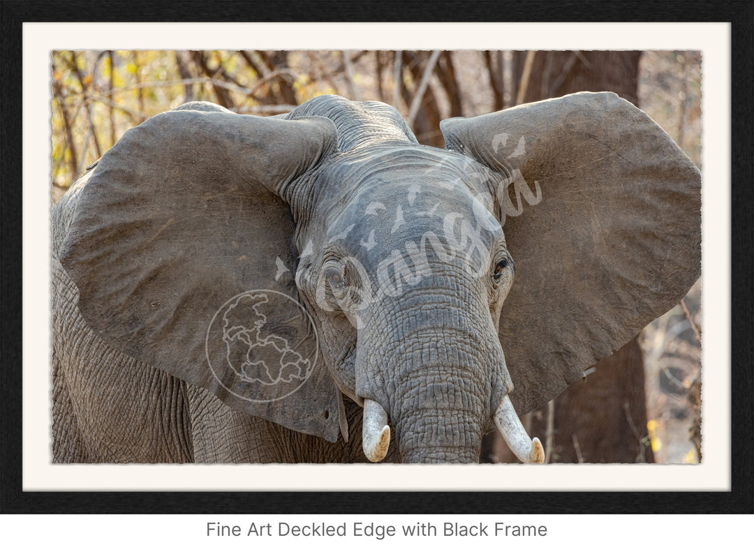 African Safari Wall Art: Elephant Headshot