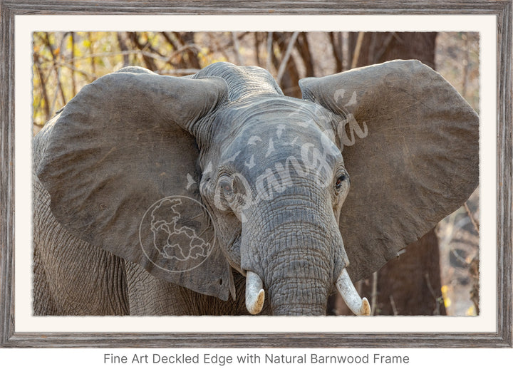 African Safari Wall Art: Elephant Headshot