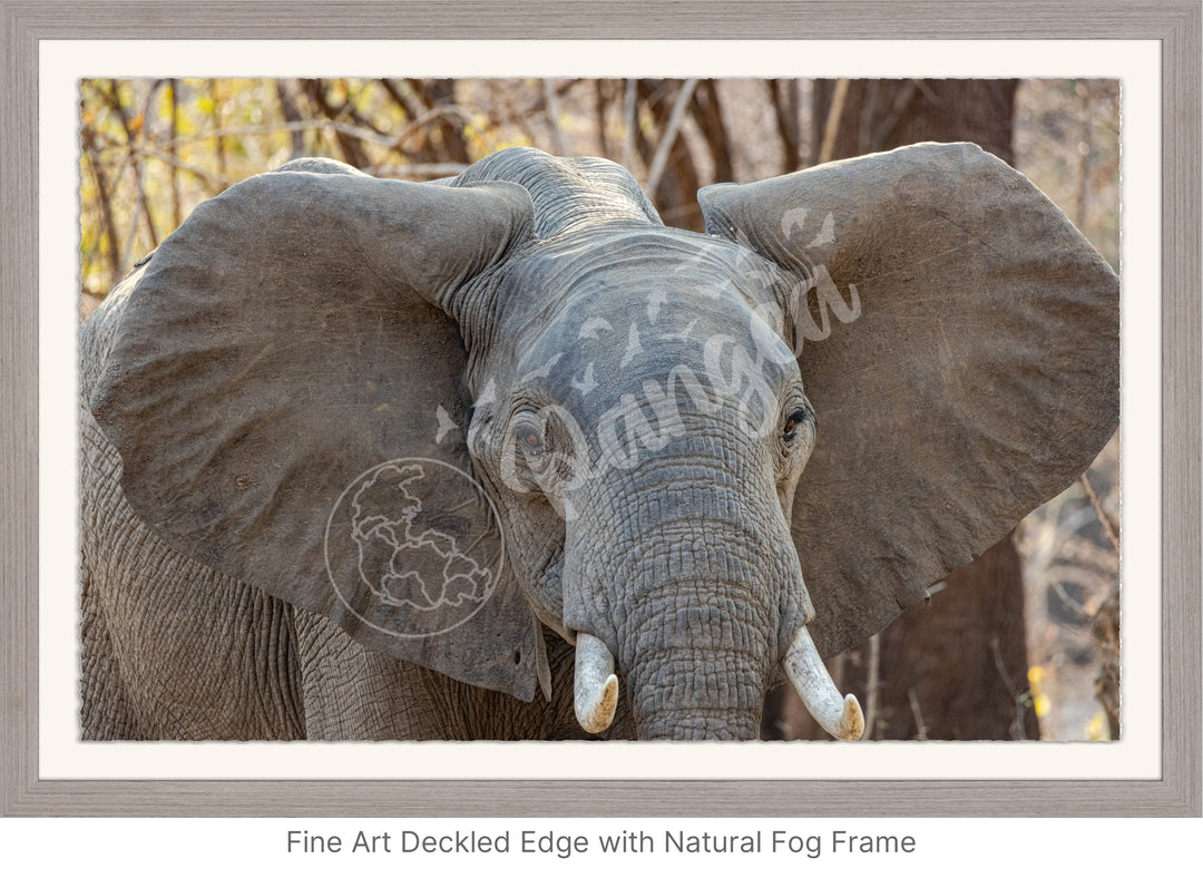 African Safari Wall Art: Elephant Headshot