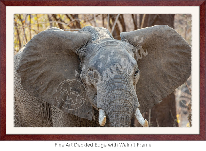 African Safari Wall Art: Elephant Headshot