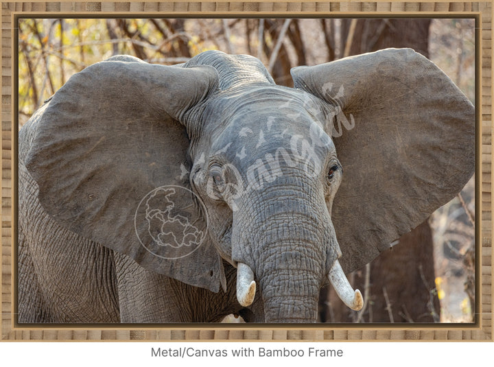 African Safari Wall Art: Elephant Headshot