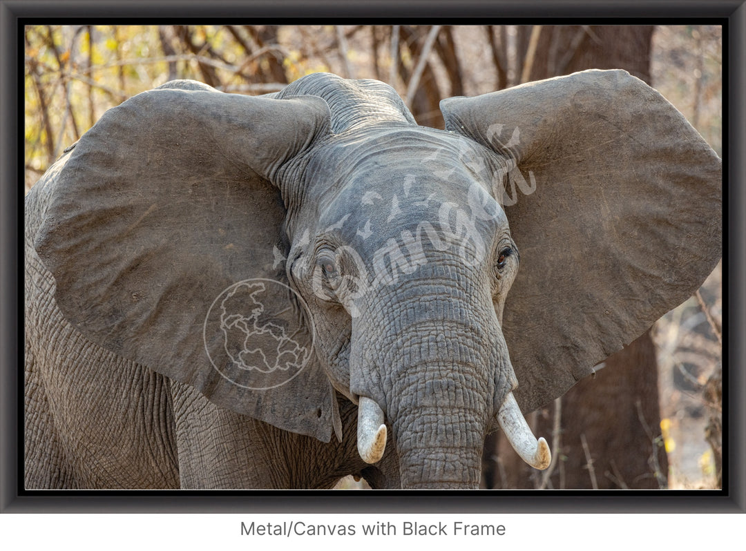 African Safari Wall Art: Elephant Headshot