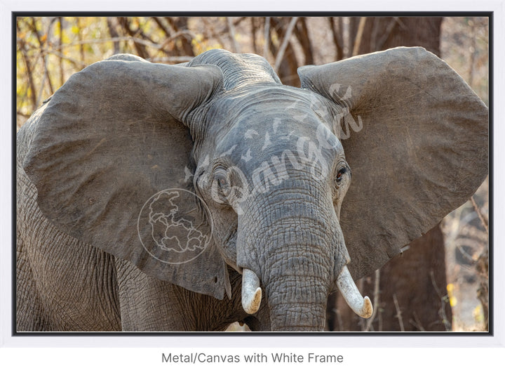 African Safari Wall Art: Elephant Headshot