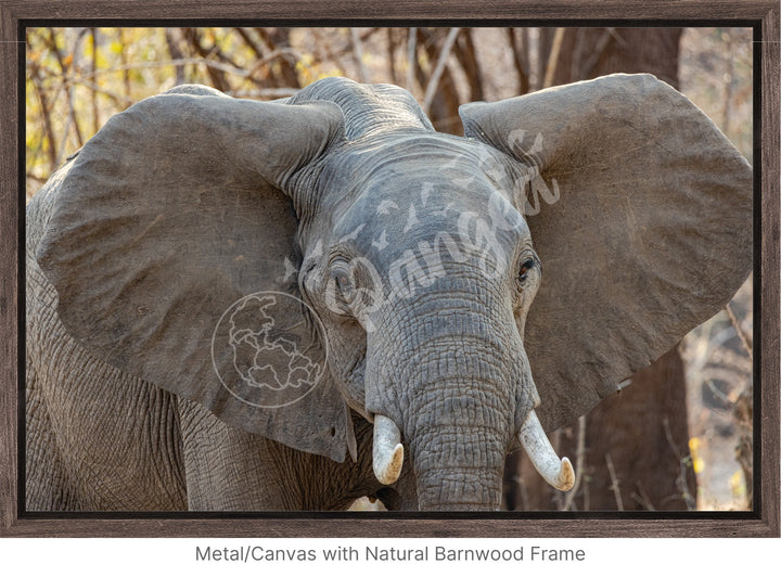 African Safari Wall Art: Elephant Headshot