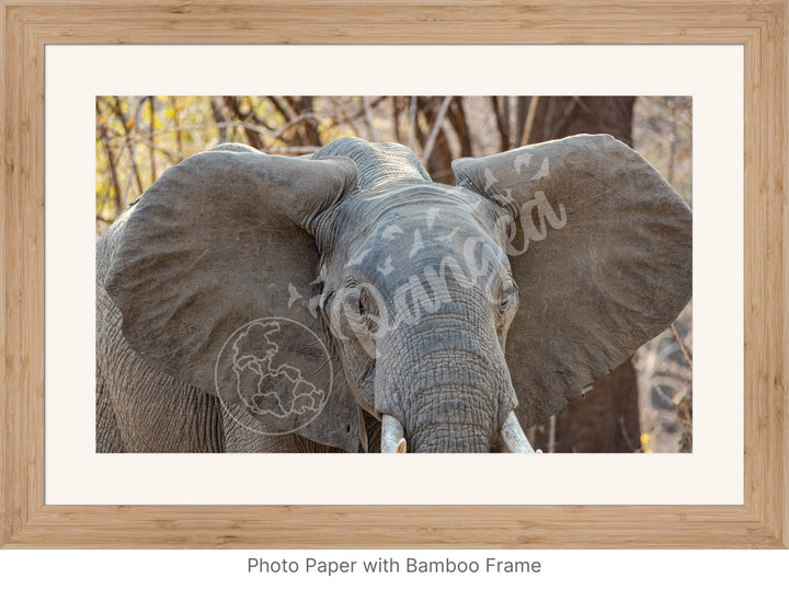 African Safari Wall Art: Elephant Headshot