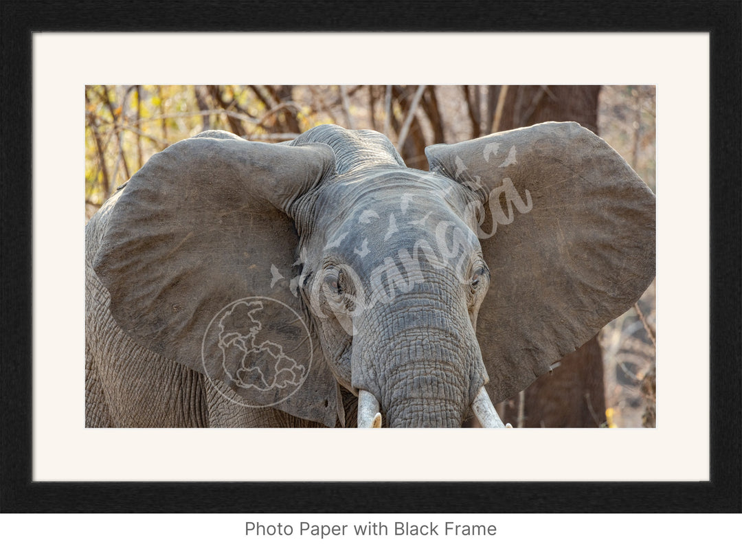 African Safari Wall Art: Elephant Headshot