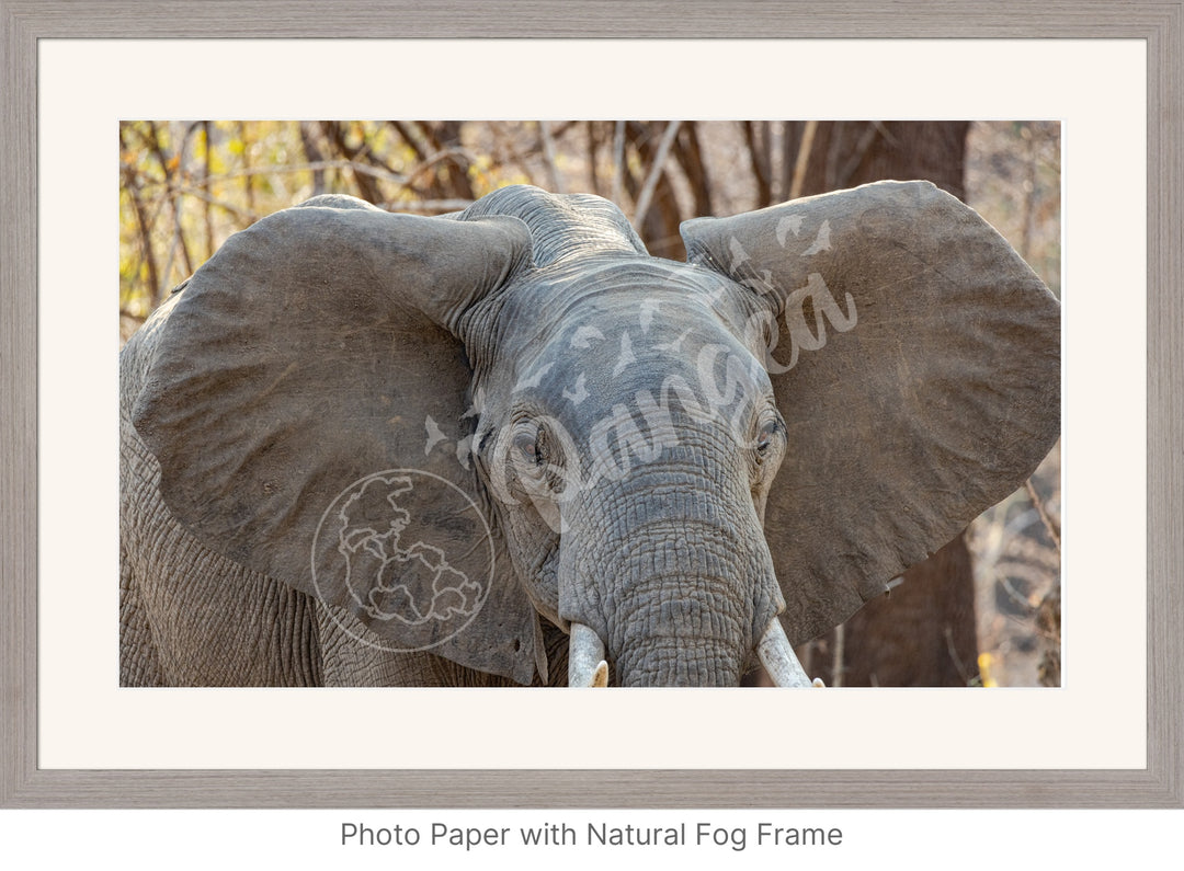 African Safari Wall Art: Elephant Headshot