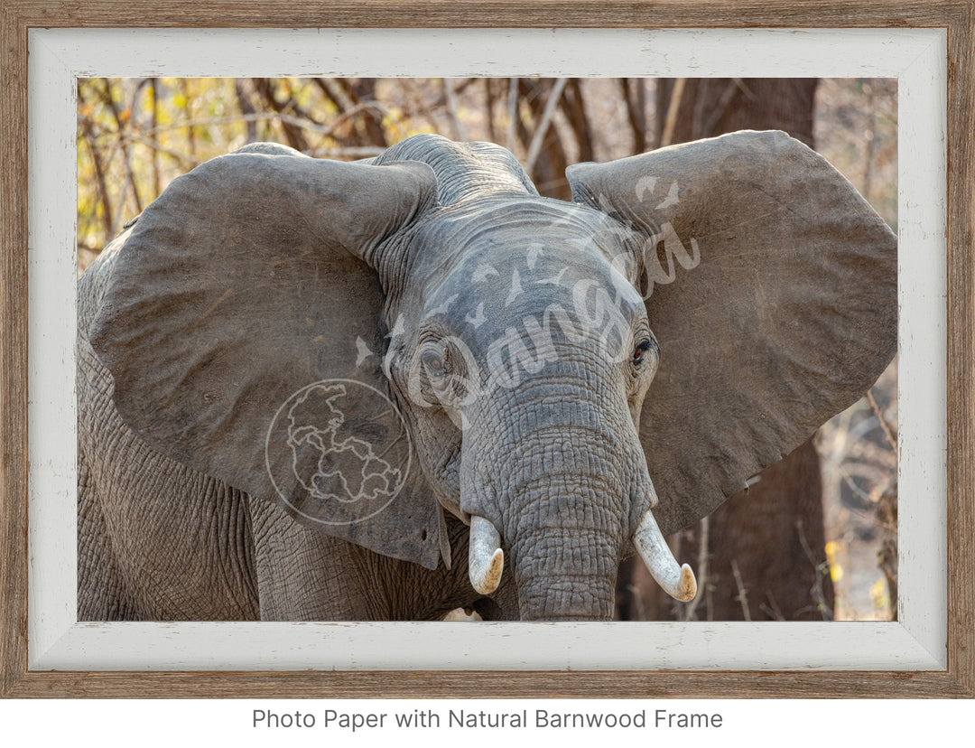 African Safari Wall Art: Elephant Headshot