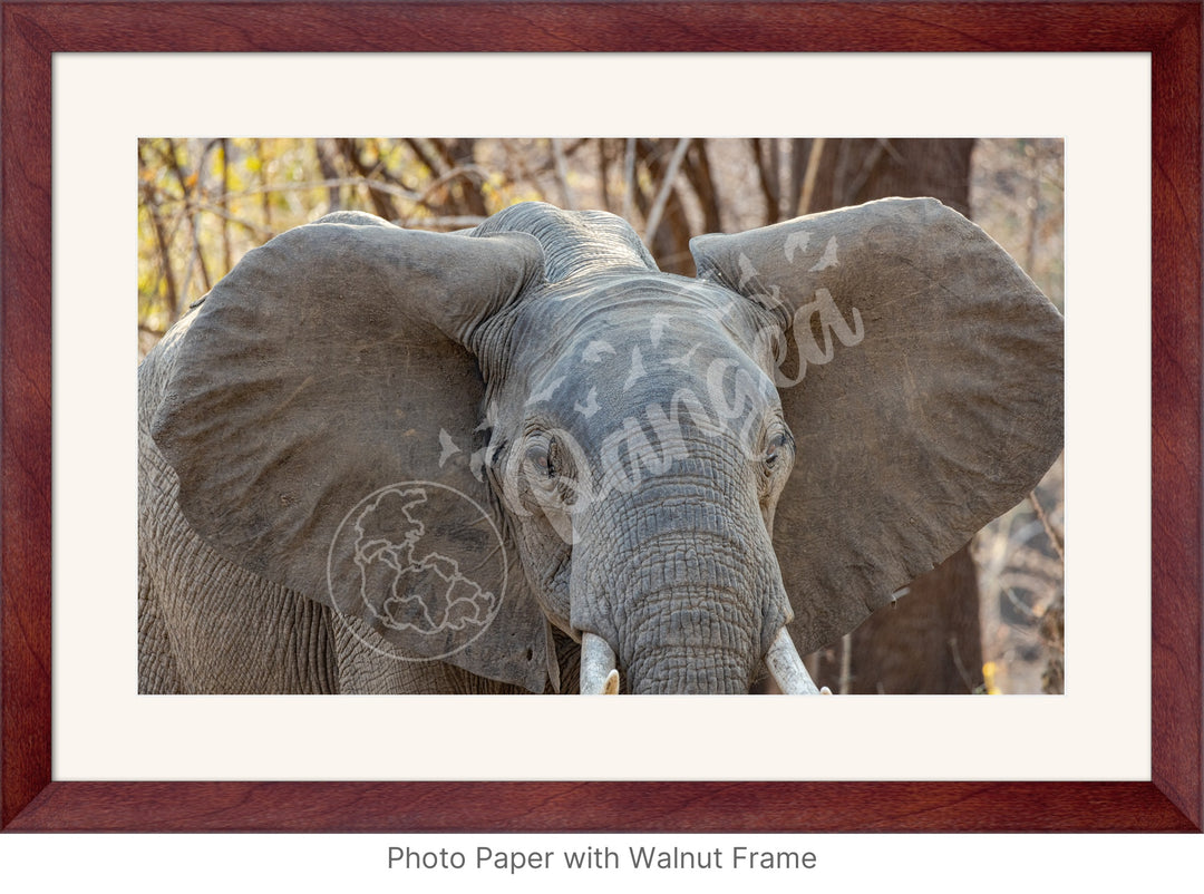 African Safari Wall Art: Elephant Headshot