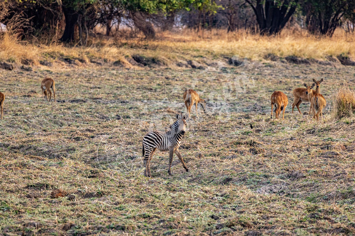 African Safari Wall Art: Baby Zebra Amongst Impala